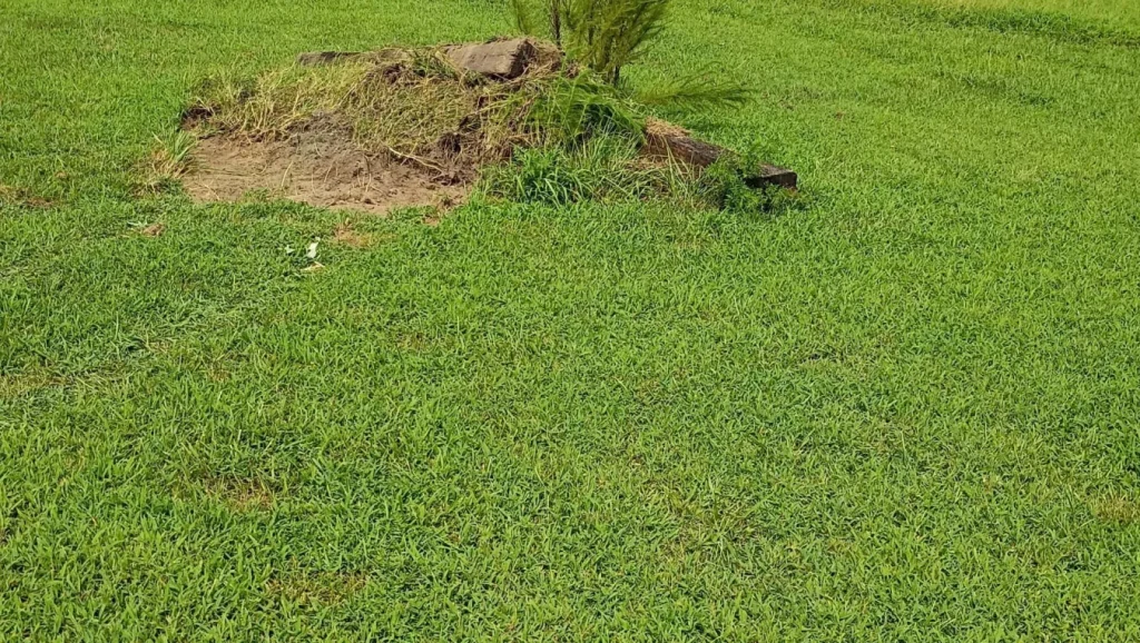 Lawn Maintenance 1 Lawn Maintenance 1