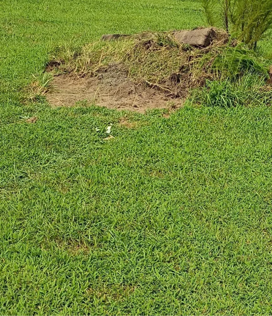 Lawn Maintenance